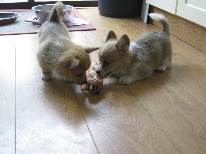 Puppies